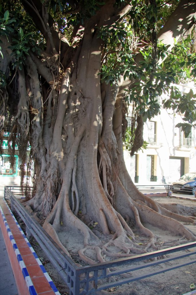 Gros arbre avec des racines étendues, situé près d'un bâtiment et d'une rue.
